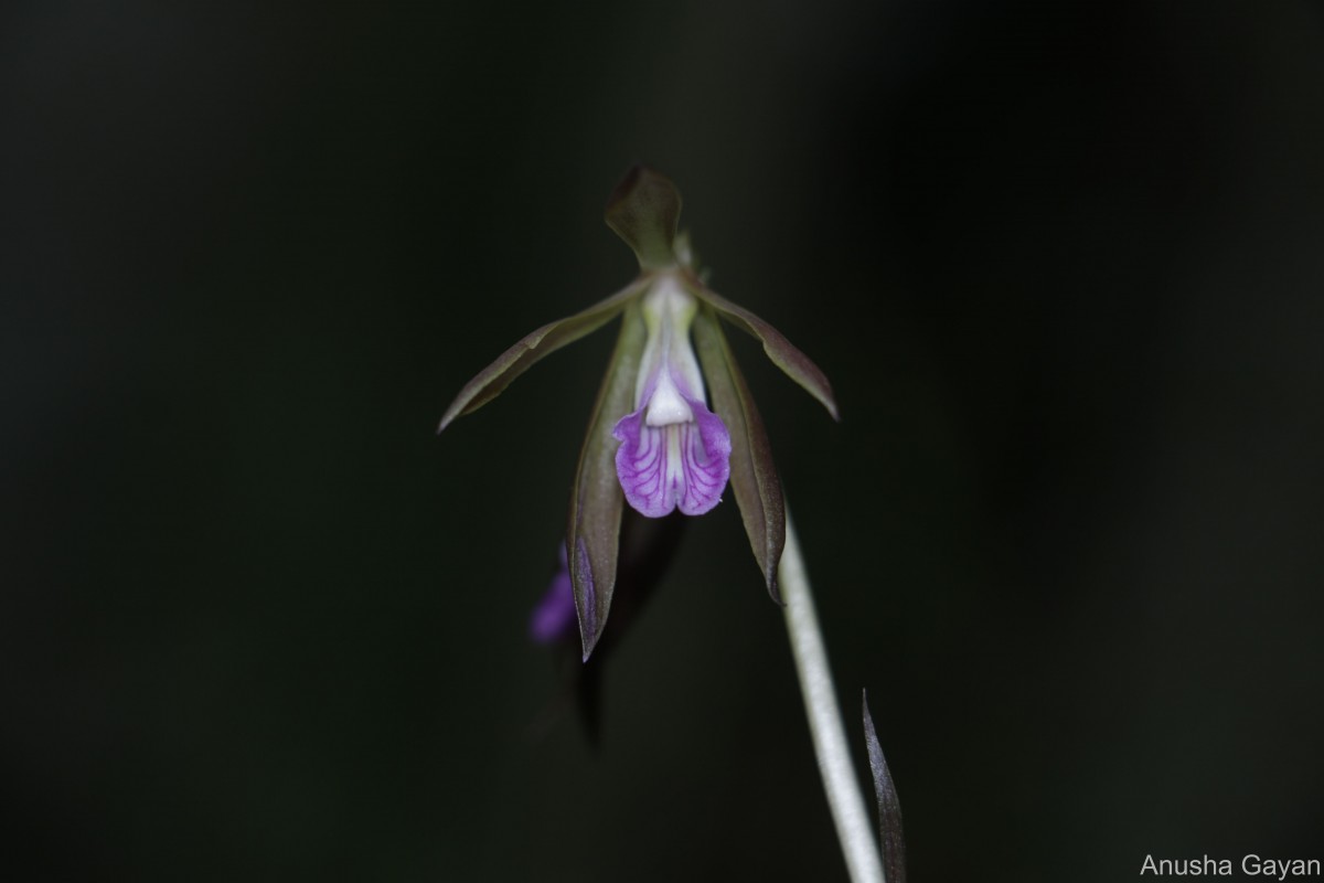 Nervilia plicata (Andrews) Schltr.
